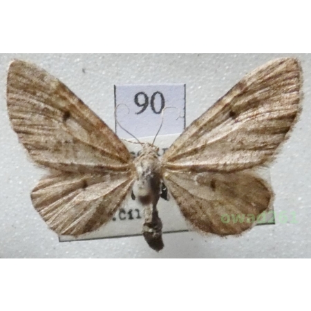 Eupithecia intricata (Zetterstedt, 1839) Czech90